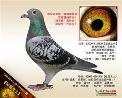 【猛虎女士】“冠军號”直孙女！