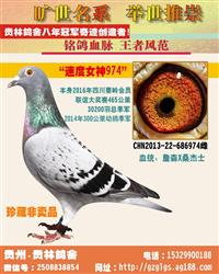 30200羽465公里季军