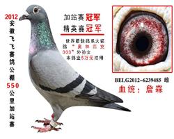 飞飞公棚550公里精英赛冠军