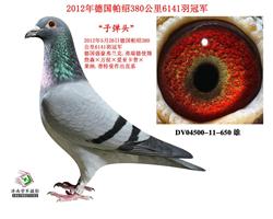 “子弹头”380公里6141羽冠军