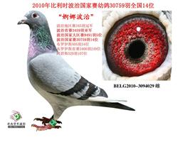 国家赛幼鸽30759羽14位