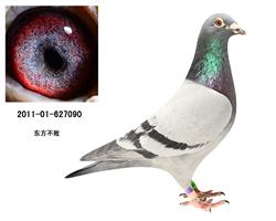 慕利门迈巴赫之孙配百日龄冠军