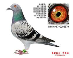 17年春500公里冠军