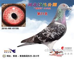“飞越黄河”510公里决赛21名