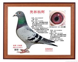 “鸽王杨”直孙