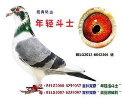 年轻斗士