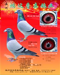 伯格曼兄弟原舍克拉克詹森记录种鸽