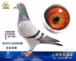 胡本杰克丹尼直女