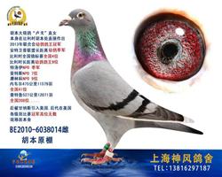 胡本鸽王缔造者