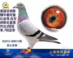 盖比新宝拉