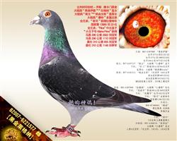 【黑金萊格纳】“小潘特”曾孙女！