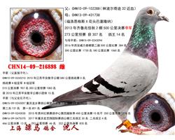 骠马6898