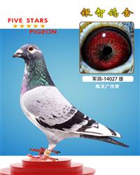 军鸽，供欣赏