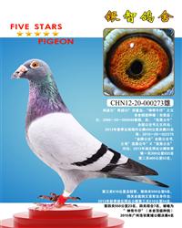 著名大铭鸽“神奇牛仔”之父，公牛55直子