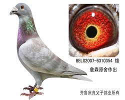 詹森原舍”红狐354”