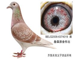 詹森原舍”漂亮红狐公主”