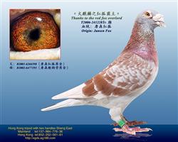 【火麒麟】詹森红狐