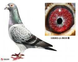 庆良慕利门30118