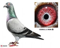 庆良慕利门30106