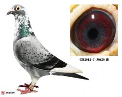 庆良慕利门30620