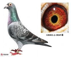 庆良慕利门-30149