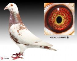 庆良慕利门30173