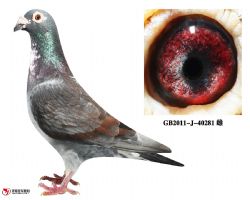 庆良慕利门40281