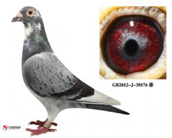 庆良慕利门30176