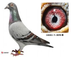 庆良慕利门38590