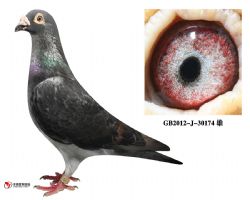 庆良慕利门30174