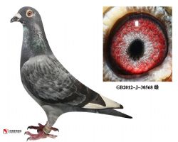 庆良慕利门30568