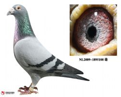 庆良罗曼-1895108