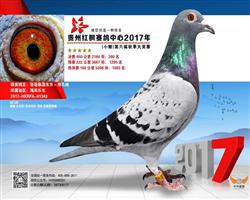 2017年红枫450公里决赛290名