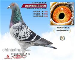公棚决赛83名