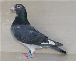 【慕利门军校生】