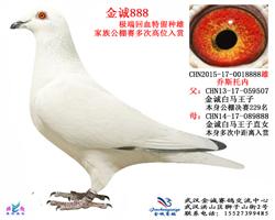 乔斯托内特留种雄