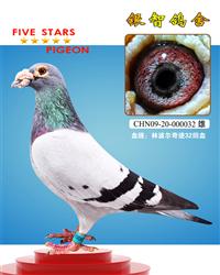 世界大铭鸽“奇迹32”直系，仅供欣赏