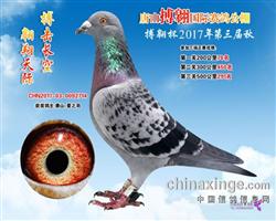 三关鸽王