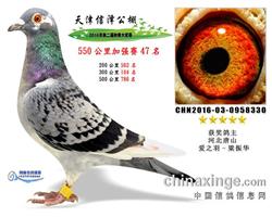 公棚鸽