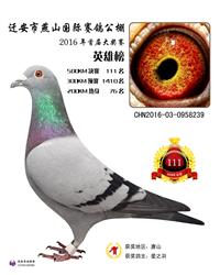 公棚鸽