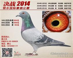 公棚鸽