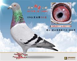 郑州柏霖公棚决赛213名