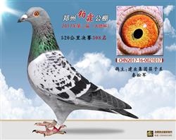 郑州柏霖公棚决赛308名