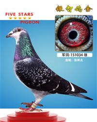 军鸽：供欣赏