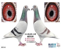 双面鸽后