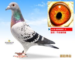 乔汉迪贝塞原舍