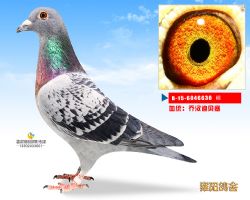 乔汉迪贝赛原舍