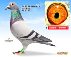 清华庄园鸽王亚军