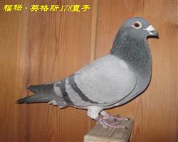 【福洛.英格斯178直子】