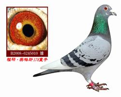 【福洛.英格斯178直子】